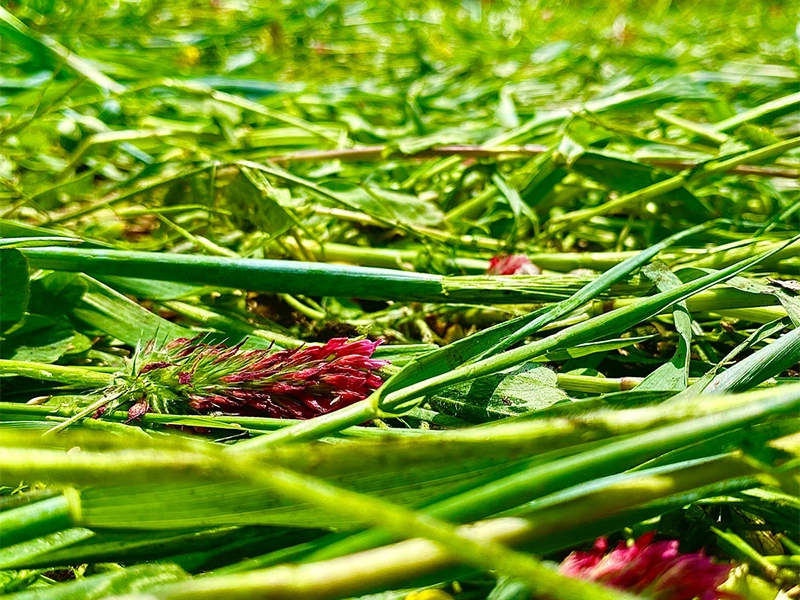 Prepared Food Plot with Crimping